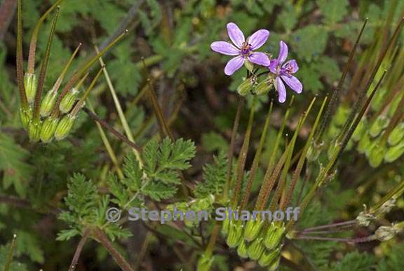 erodium cicutarium 1 graphic